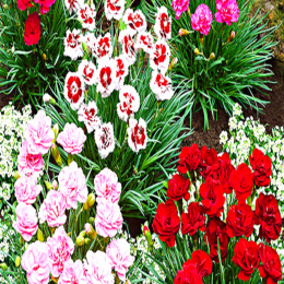 FRESH CARNATION